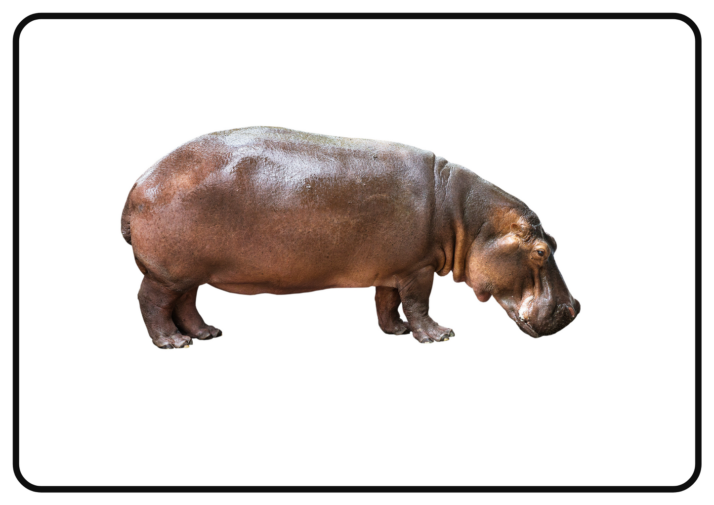 Zoo Animals – Printable Montessori Flashcards (Pictures Only) (A4 Landscape)