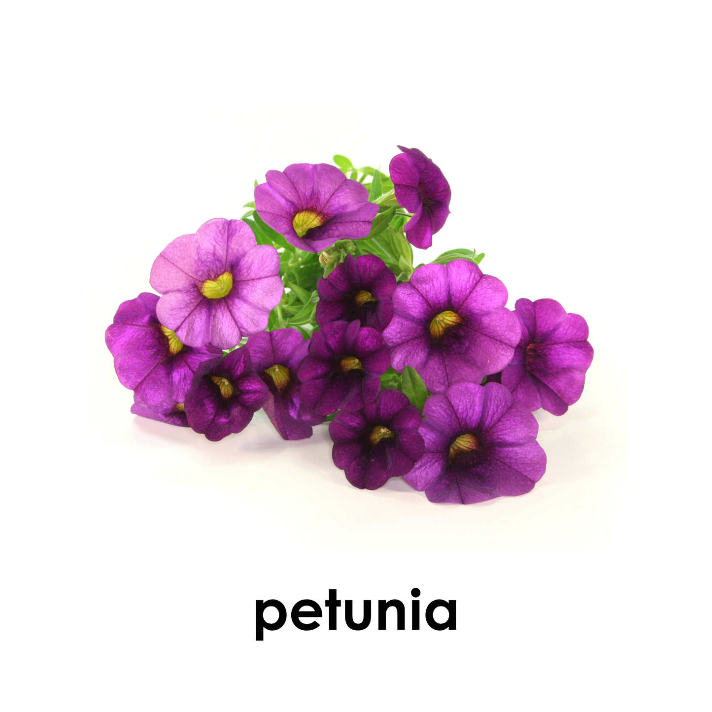 My First Book of Flowers