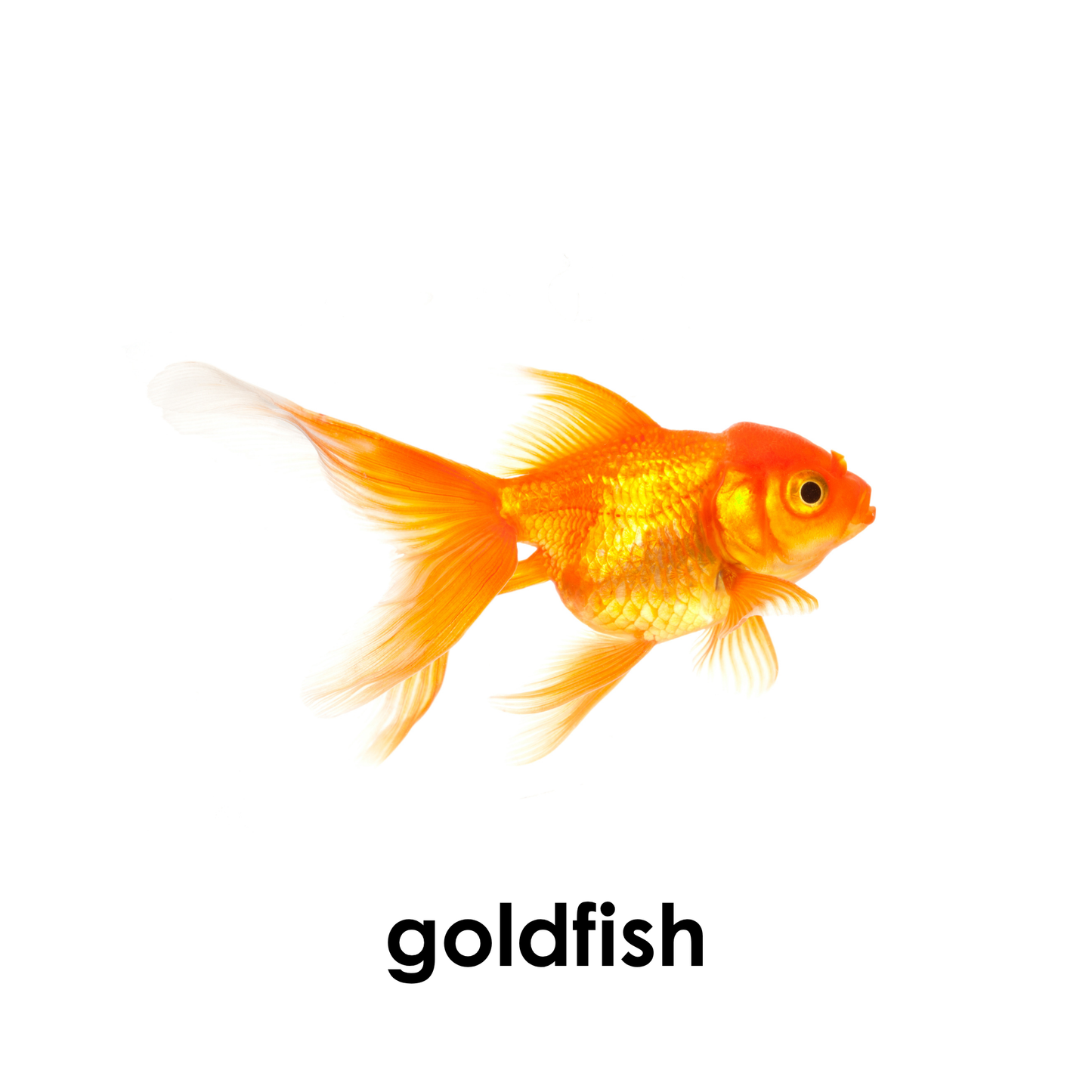 My First Book of Pets