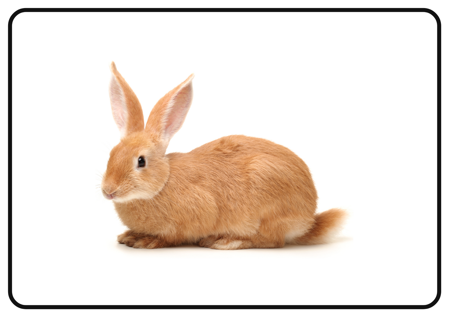 Pets – Printable Montessori Flashcards (Pictures Only) (A4 Landscape)