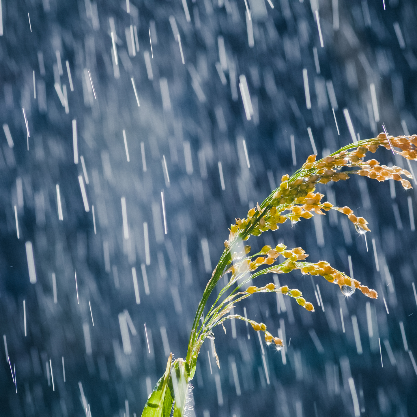 Sun, Rain, Snow: Learning About Weather (Picture Book)