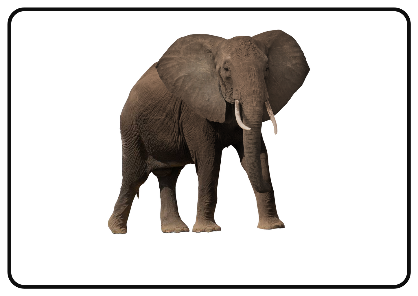 Zoo Animals – Printable Montessori Flashcards (Pictures Only) (A4 Landscape)