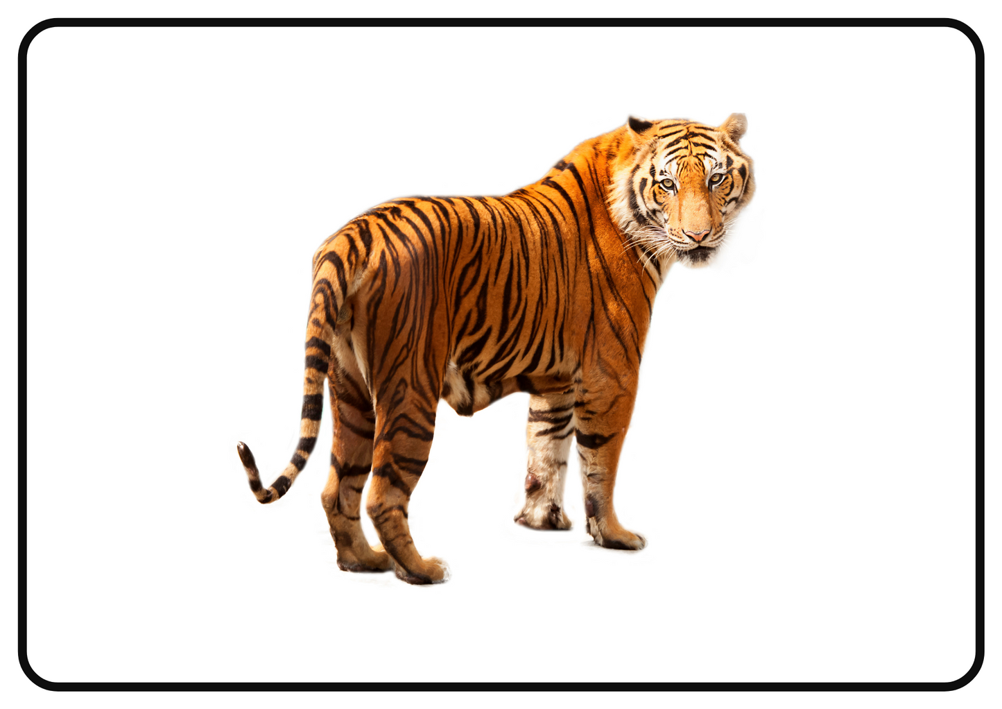 Zoo Animals – Printable Montessori Flashcards (Pictures Only) (A4 Landscape)