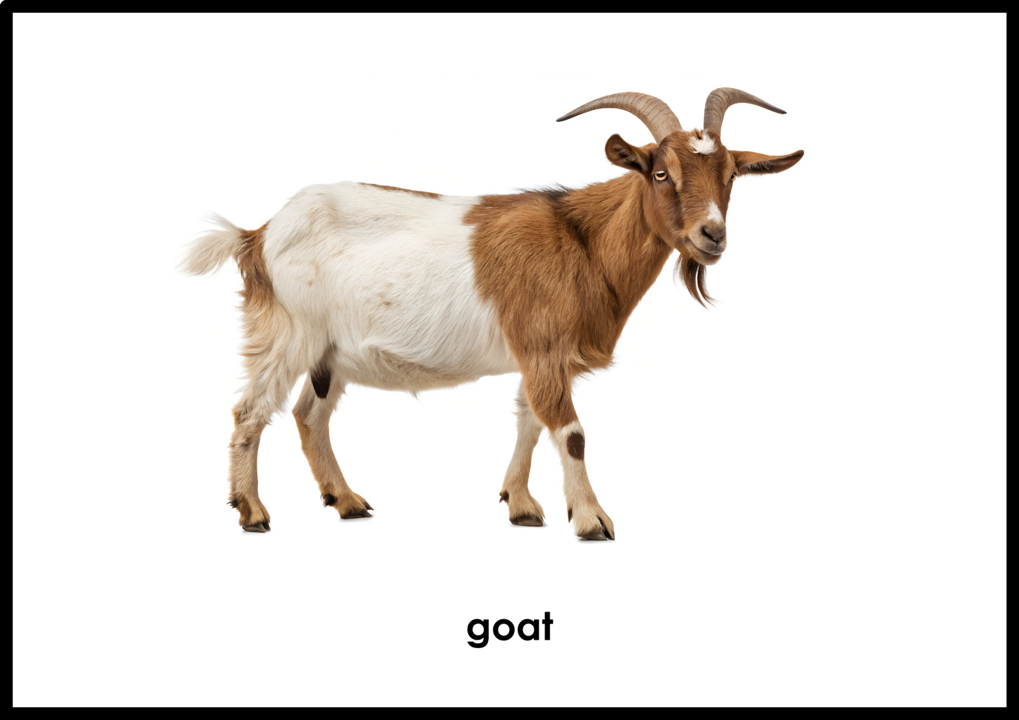 Farm Animals Flashcards (Picture+ Label) - Montessori / Early Childhood - Digital Download