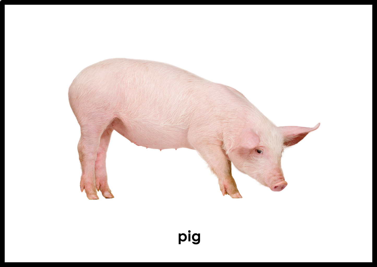 Farm Animals Flashcards (Picture+ Label) - Montessori / Early Childhood - Digital Download