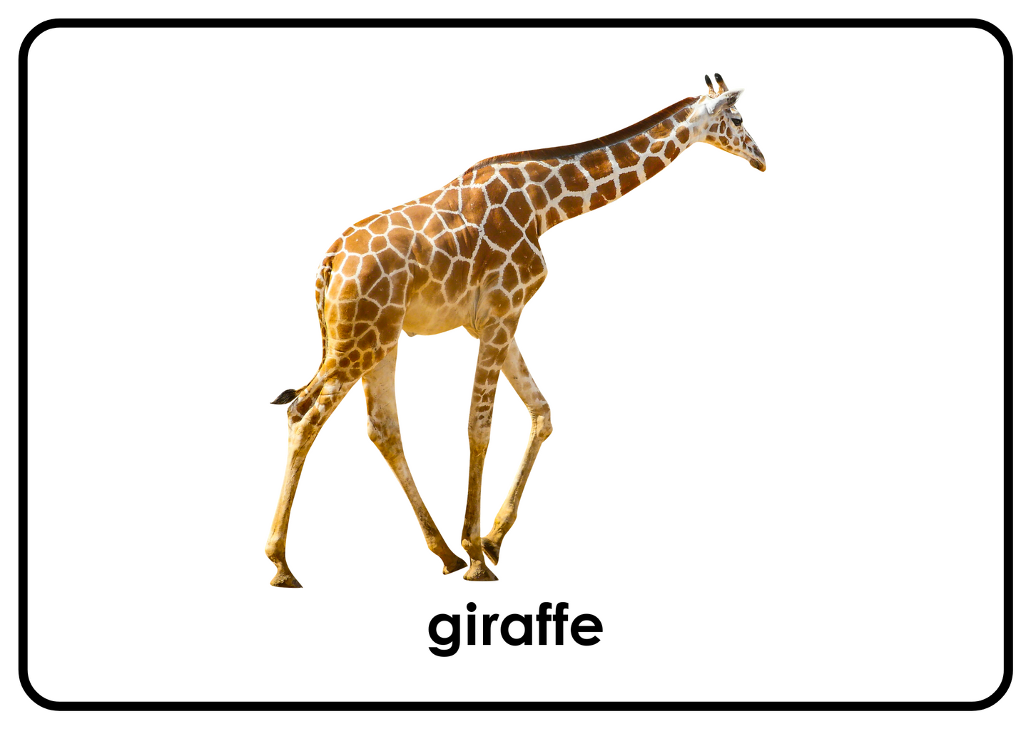 Zoo Animals – Printable Montessori Flashcards Picture+Label (A4 Landscape)