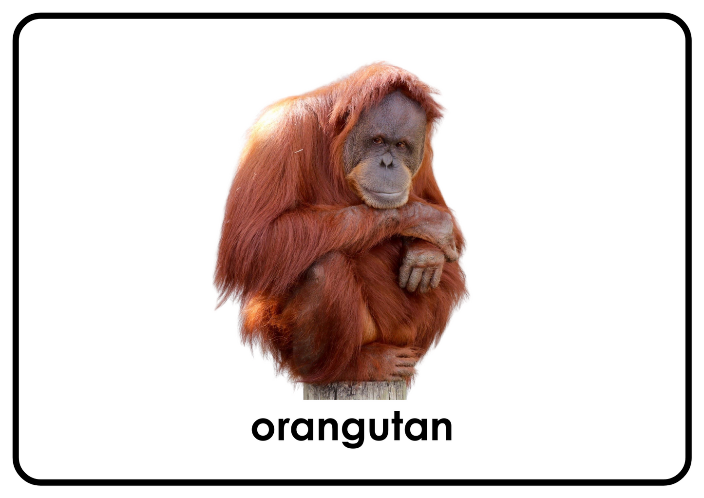 Zoo Animals – Printable Montessori Flashcards Picture+Label (A4 Landscape)