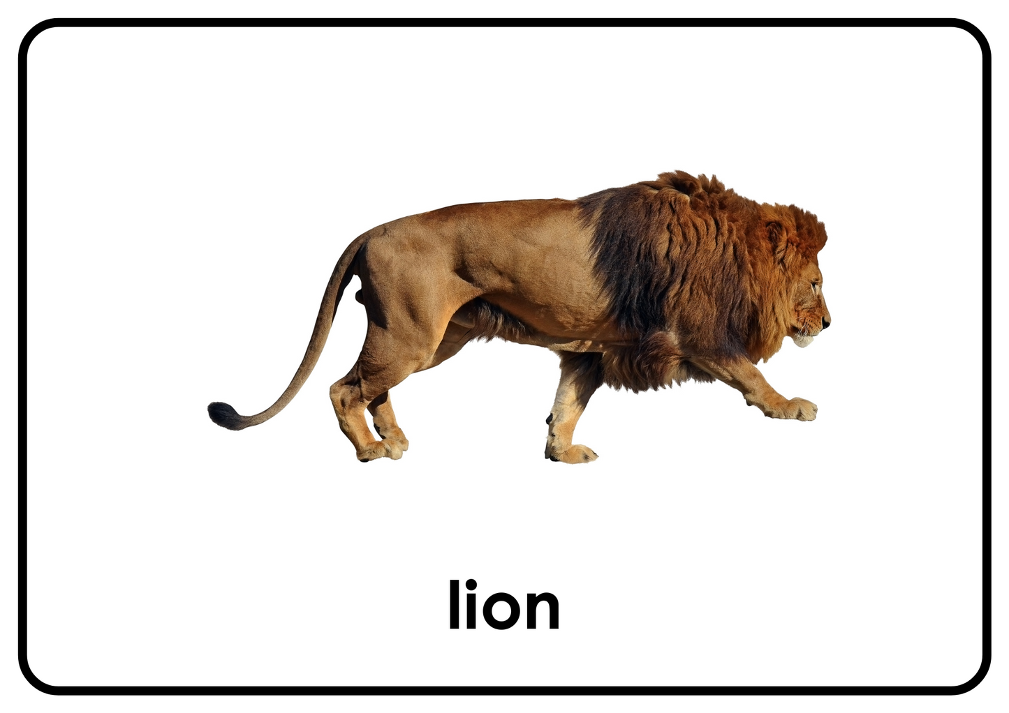 Zoo Animals – Printable Montessori Flashcards Picture+Label (A4 Landscape)