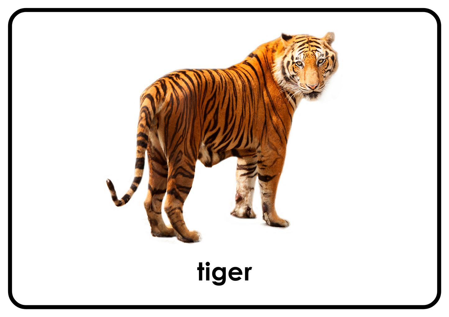 Zoo Animals – Printable Montessori Flashcards Picture+Label (A4 Landscape)