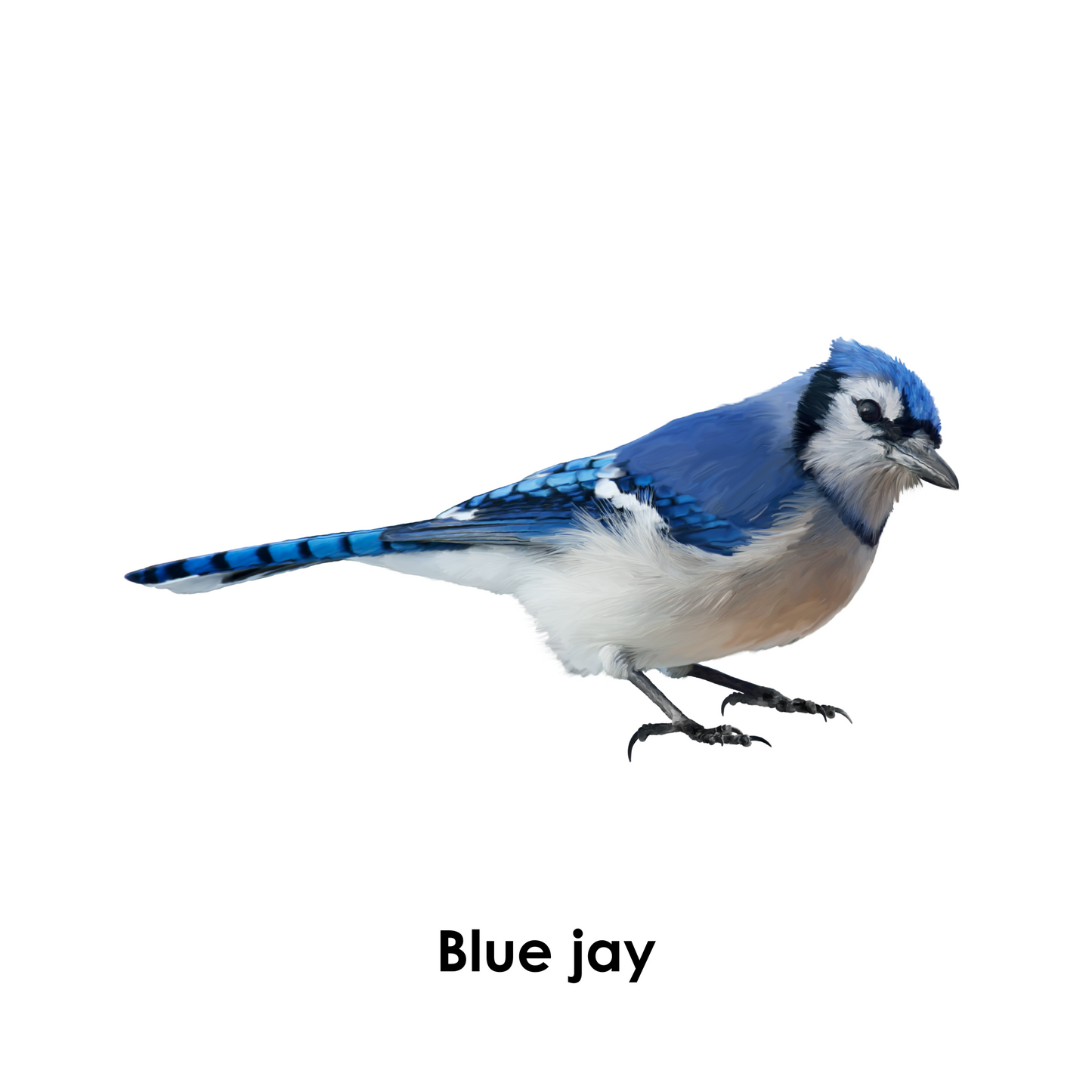 I Spy the Color Blue