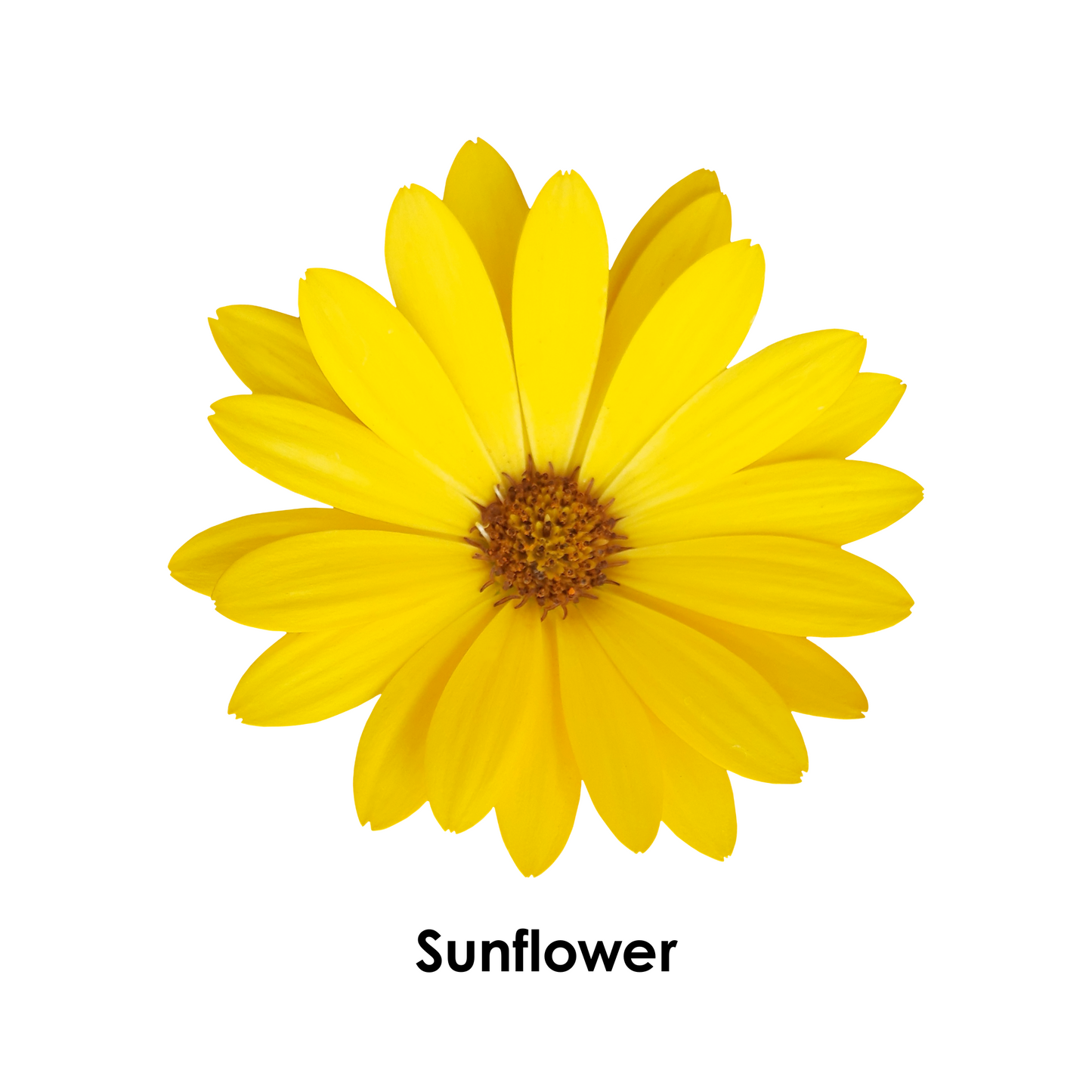 I Spy the Color Yellow