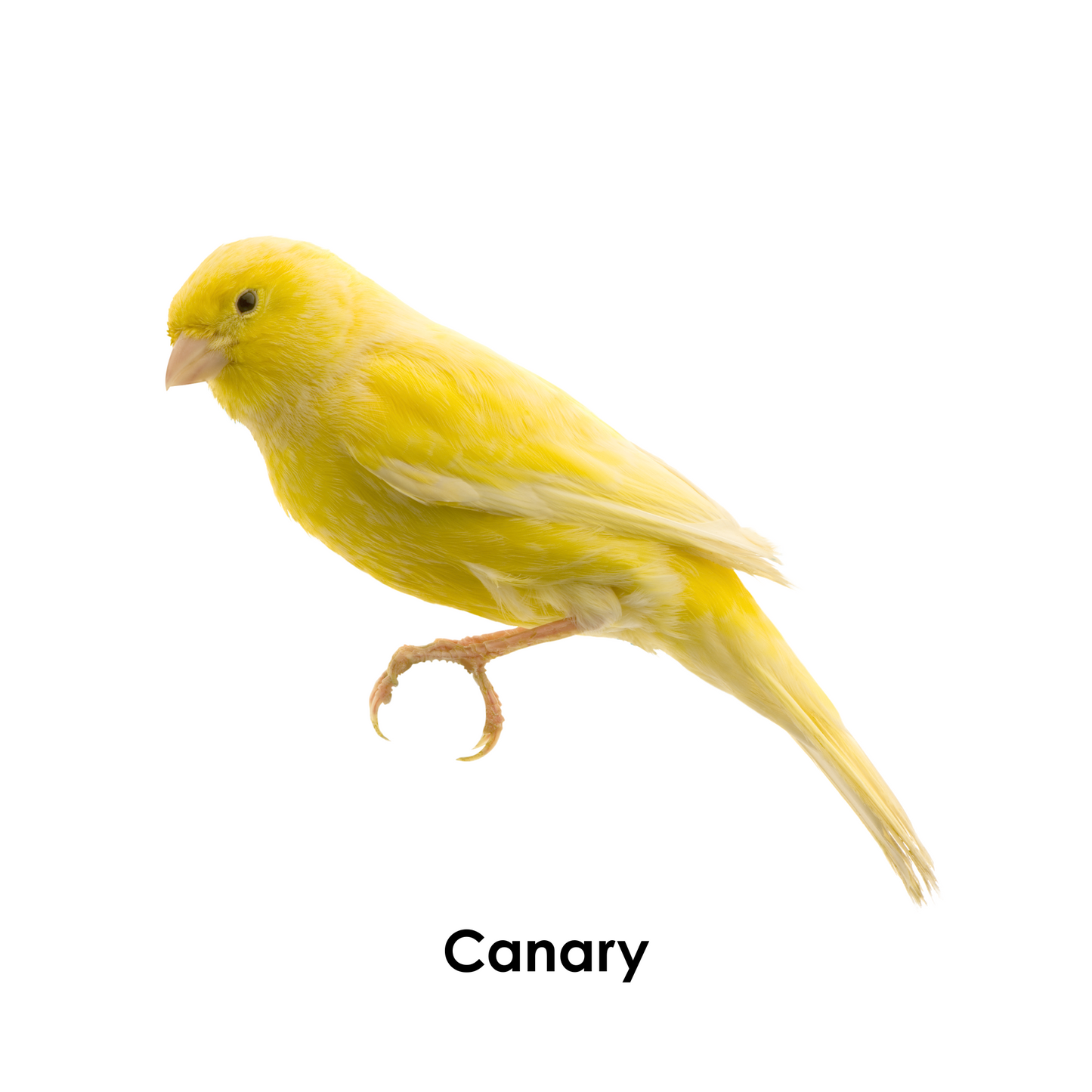 I Spy the Color Yellow