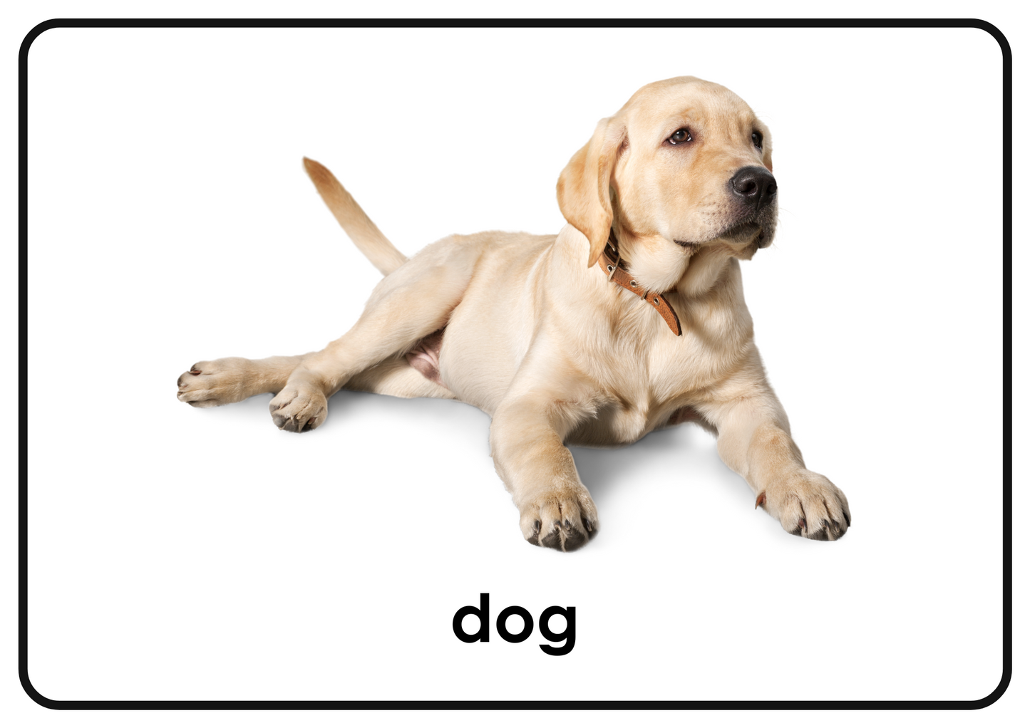 Pets – Printable Montessori Flashcards Picture+Label (A4 Landscape)