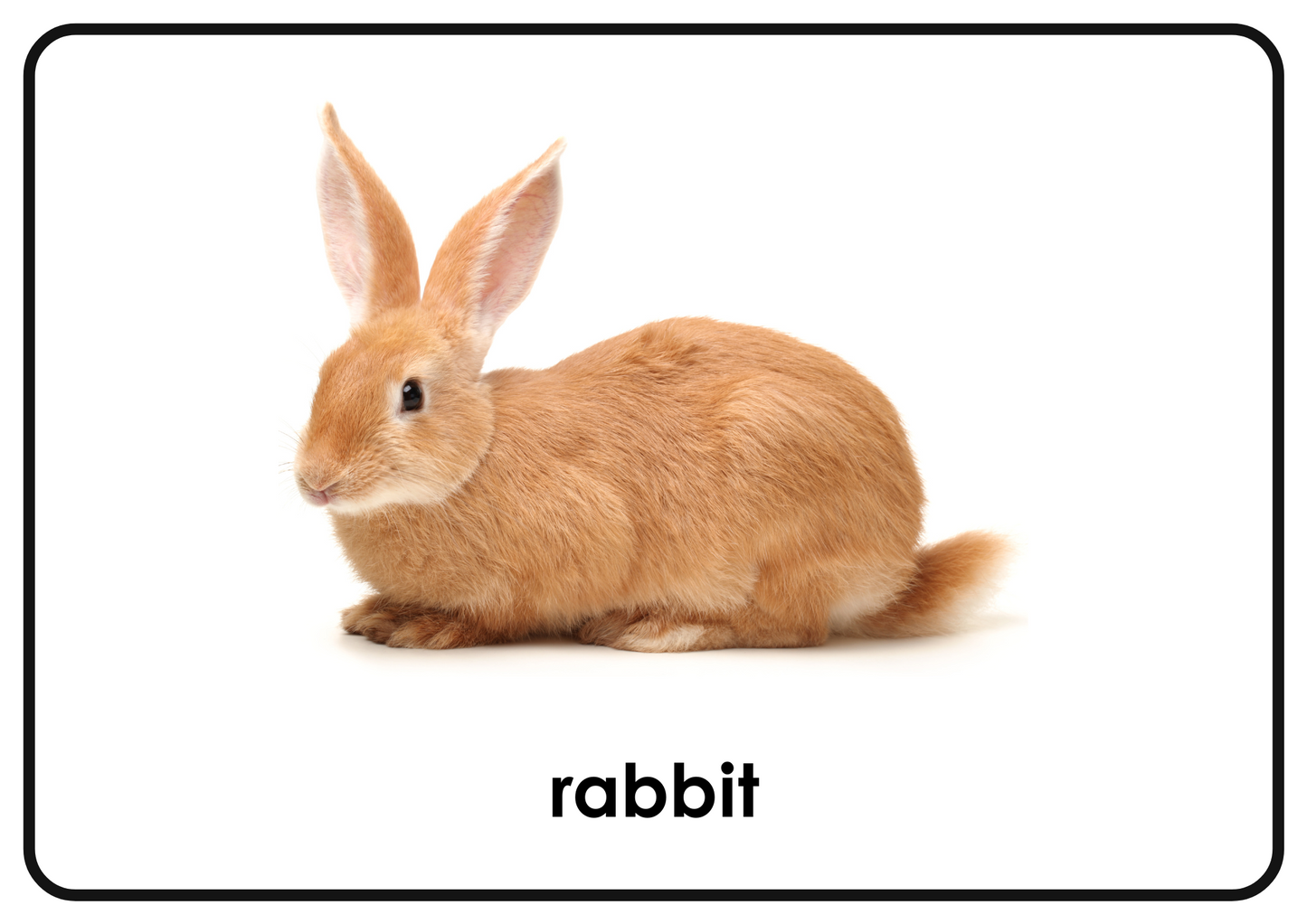 Pets – Printable Montessori Flashcards Picture+Label (A4 Landscape)