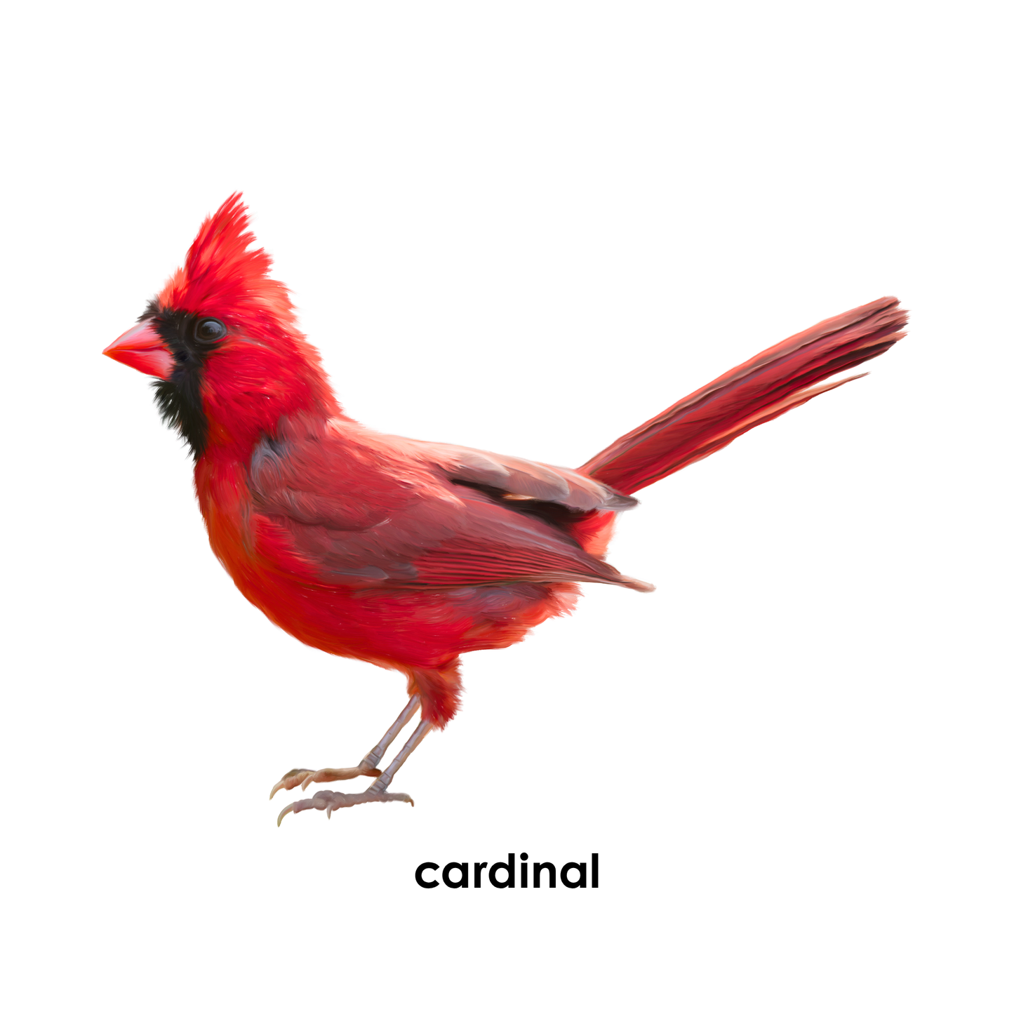 My First Book  of Birds