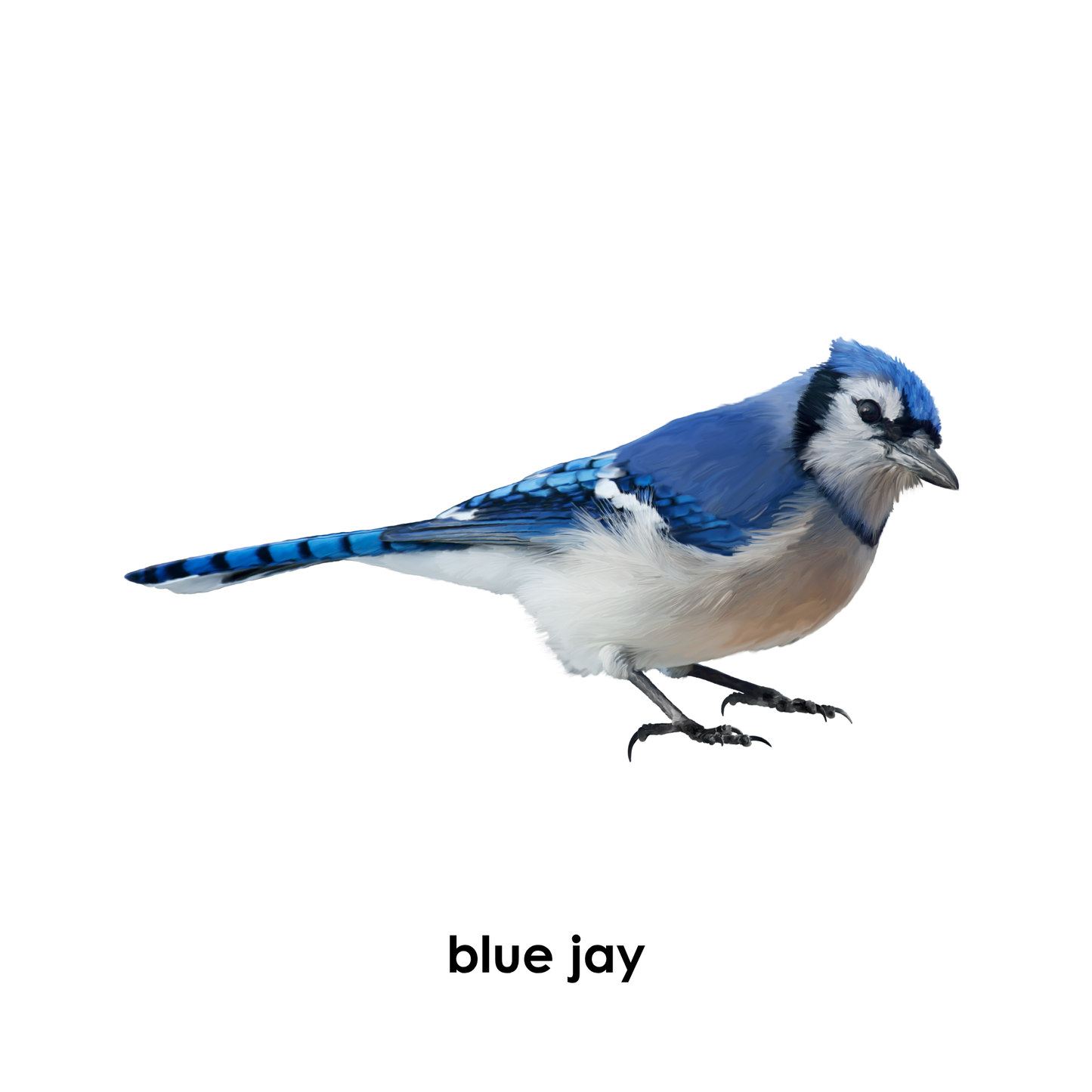 My First Book  of Birds