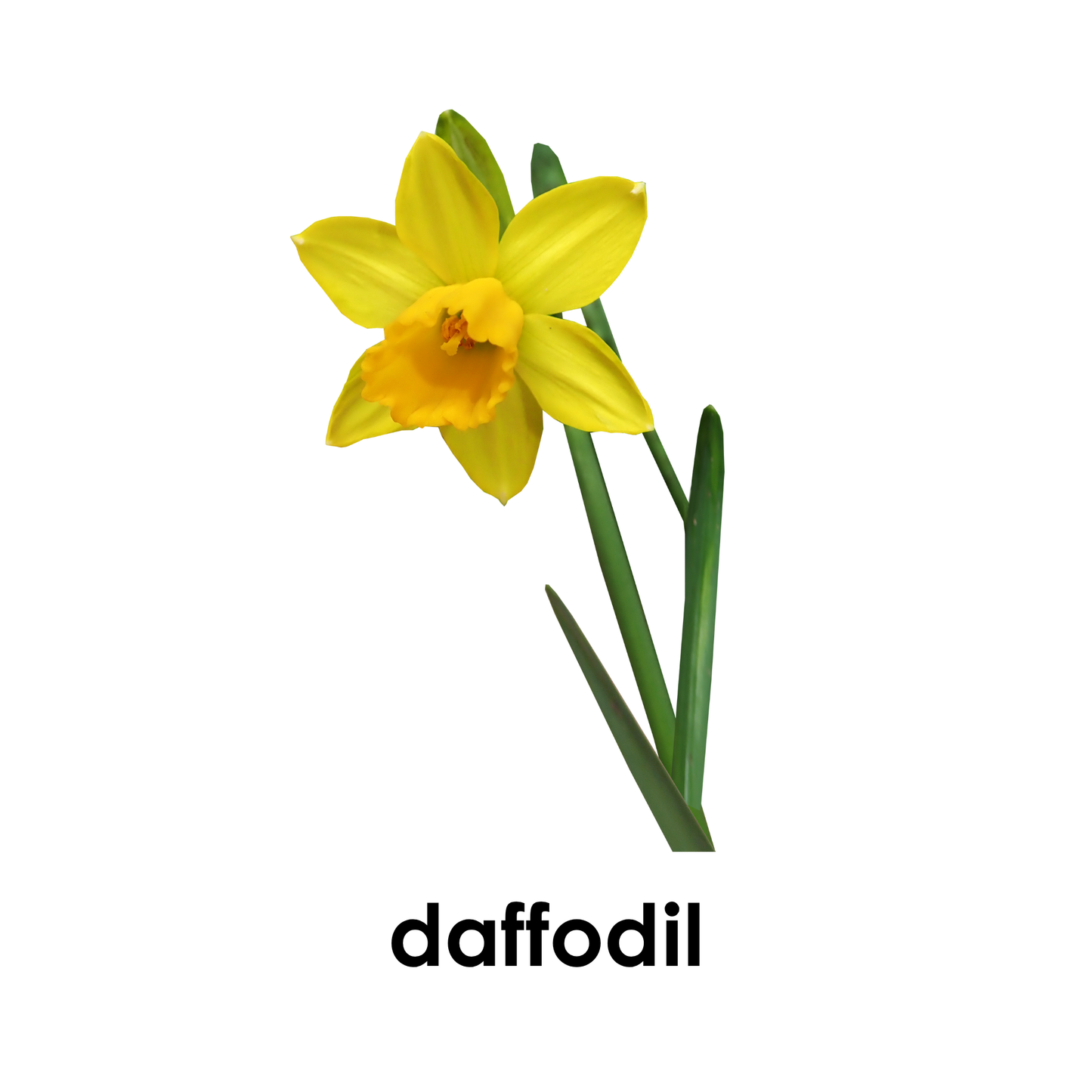 My First Book  of Flowers