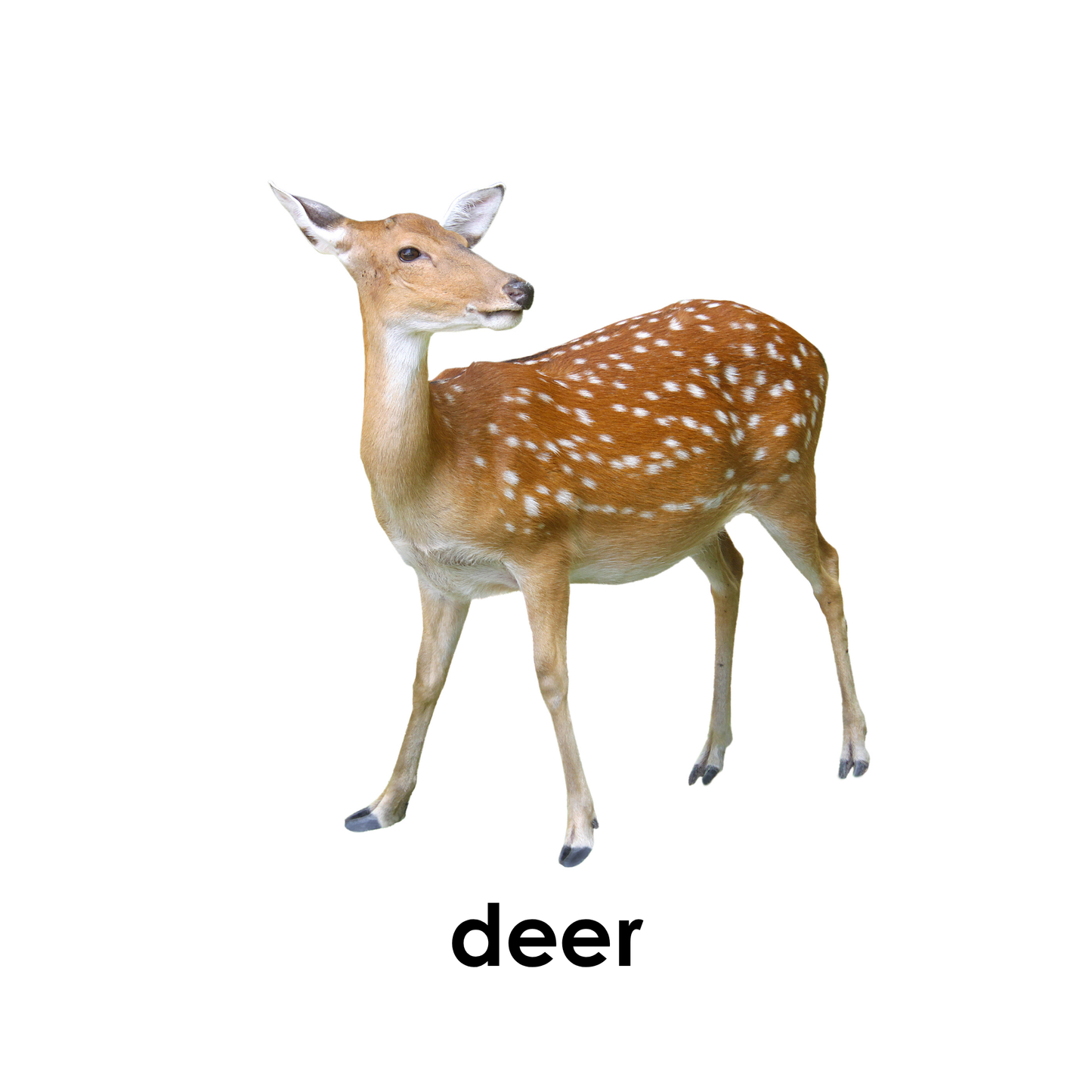 My First Book of Forest Animals