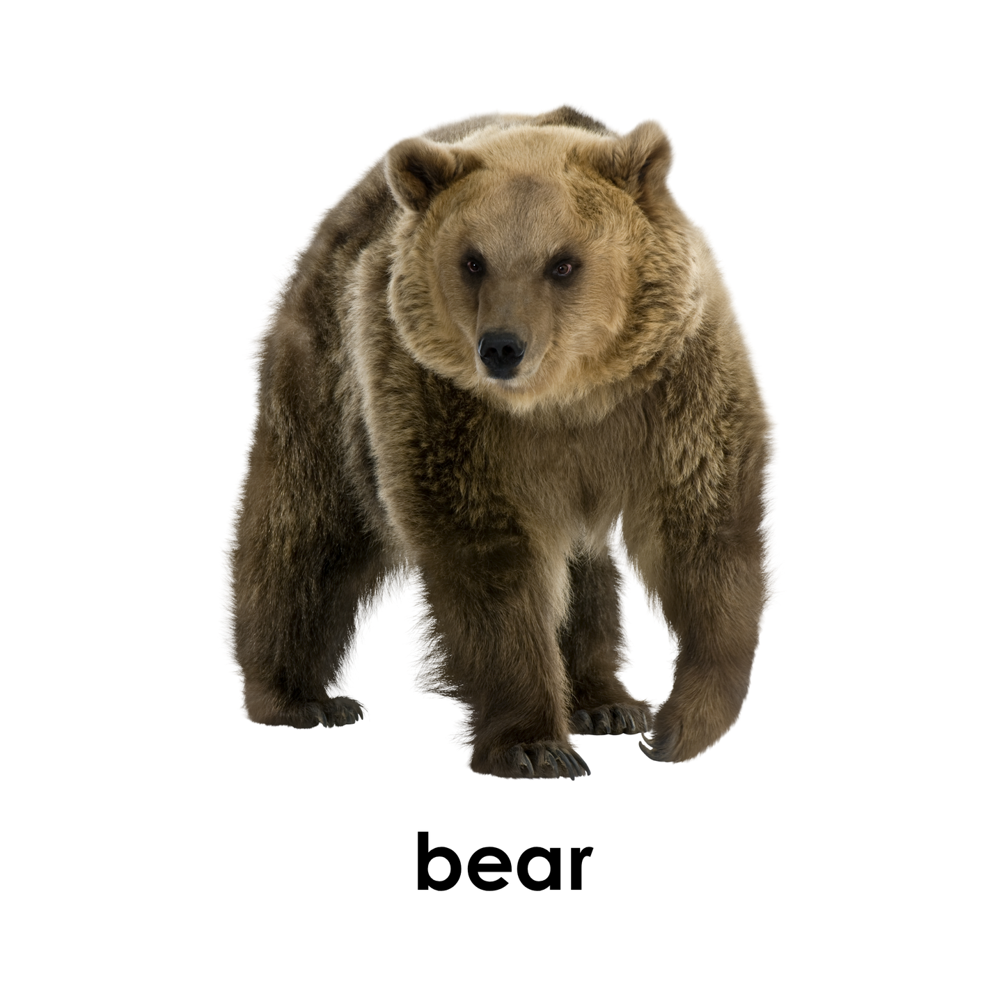 My First Book of Forest Animals