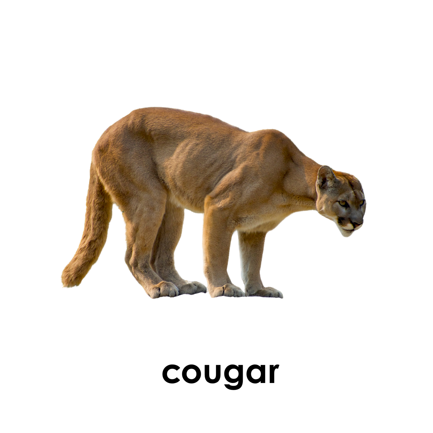 My First Book of Forest Animals