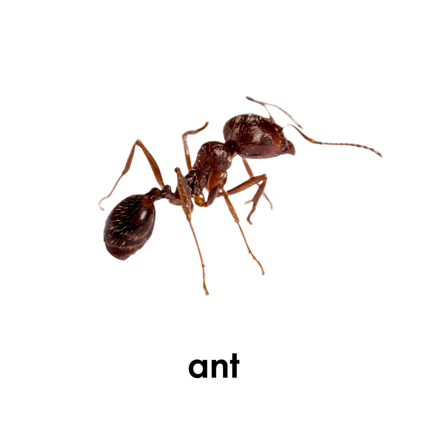 My First Book of Insects