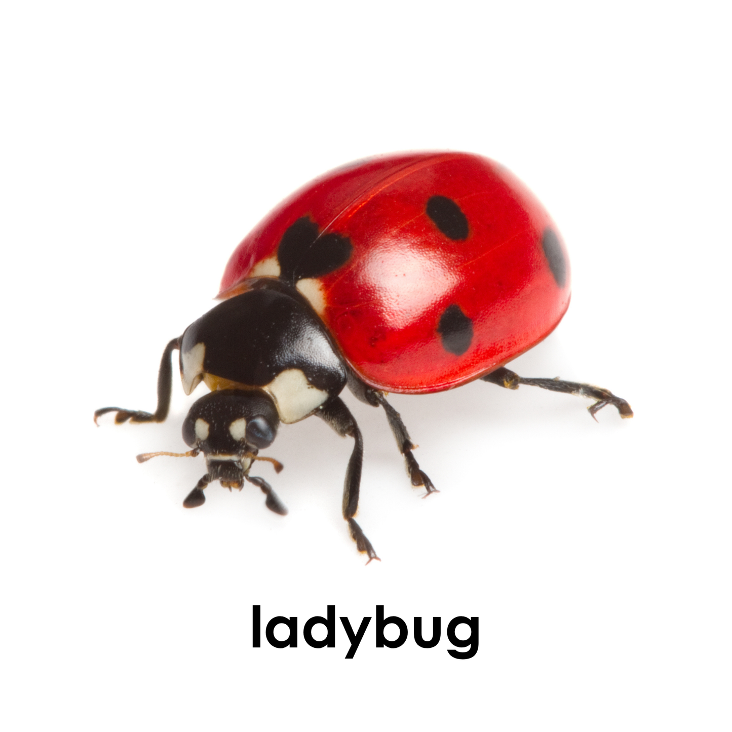 My First Book of Insects