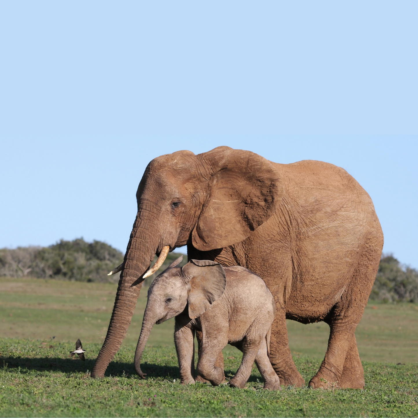 Mommy and Me: Animals in Nature (Picture Book)