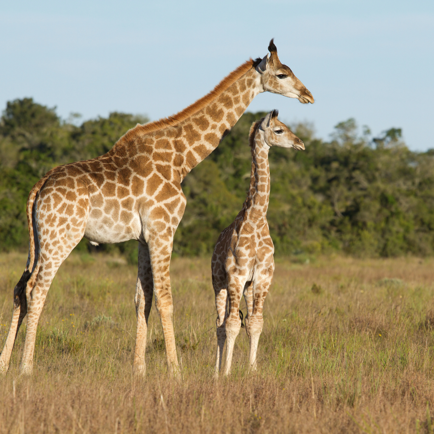 Mommy and Me: Animals in Nature (Picture Book)
