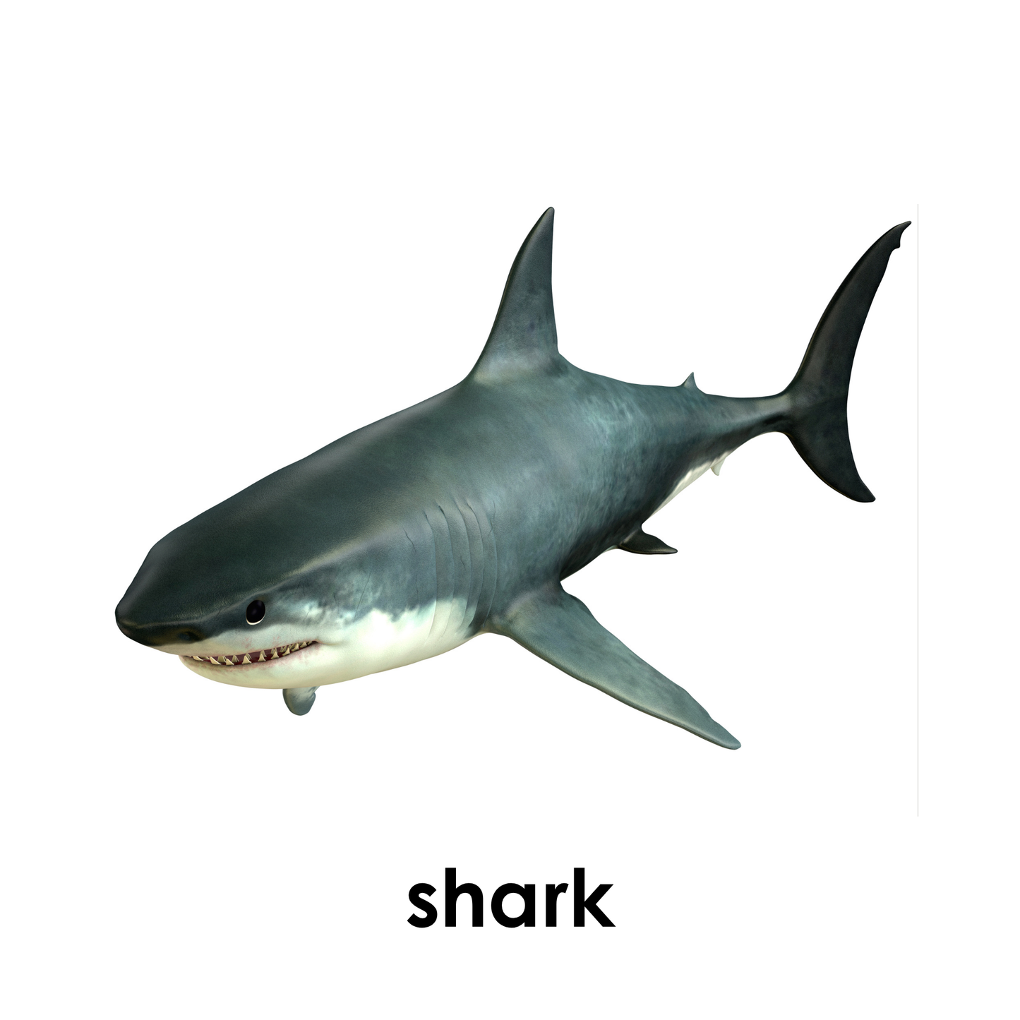 My First Book of Ocean Animals