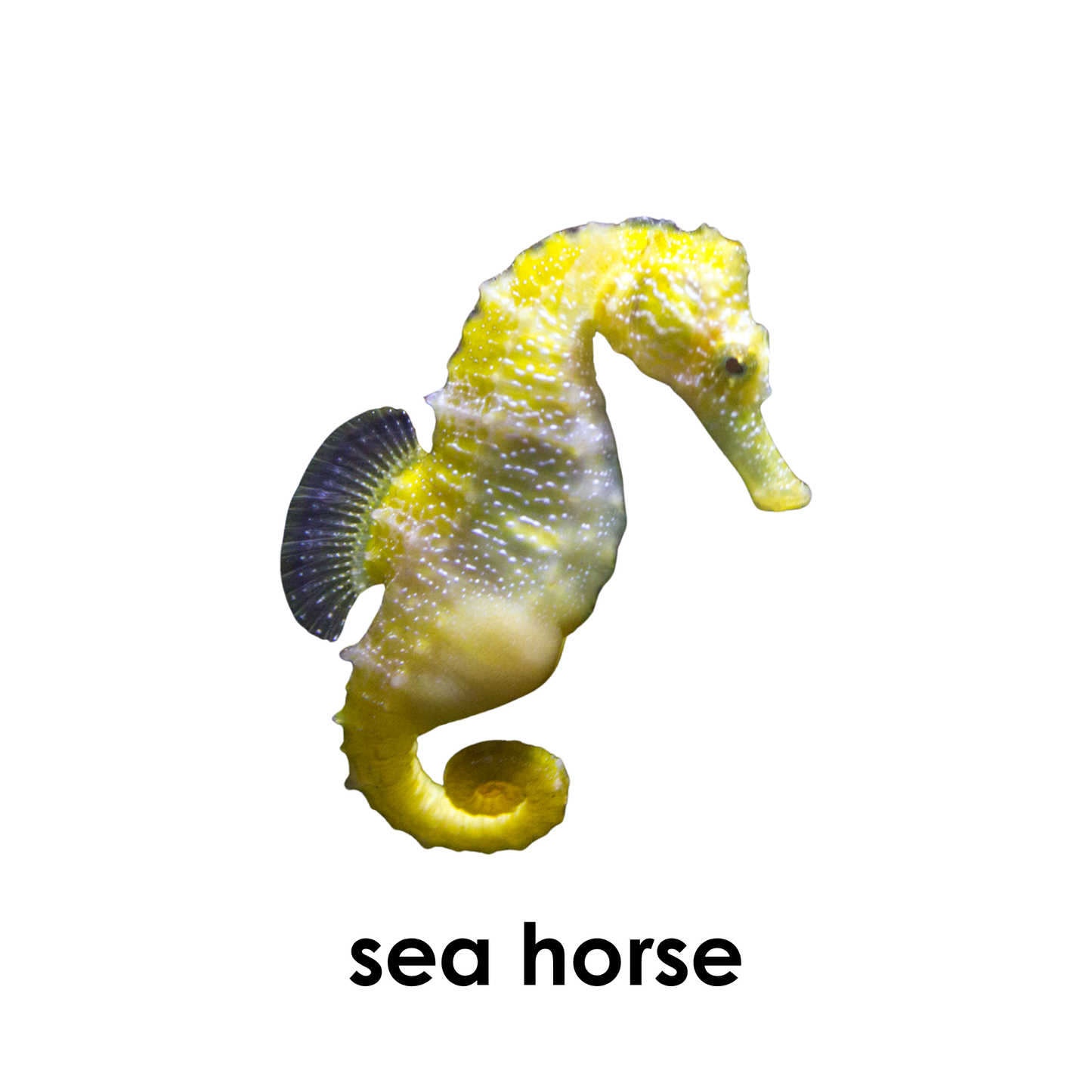 My First Book of Ocean Animals