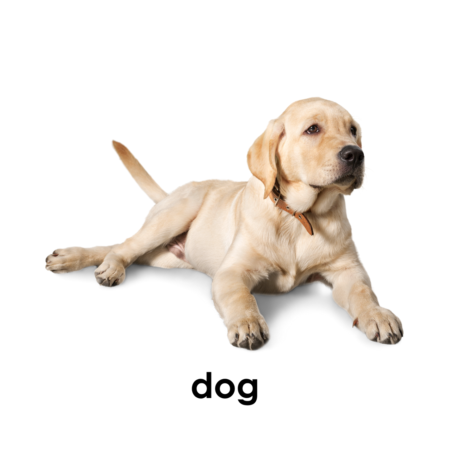 My First Book of Pets