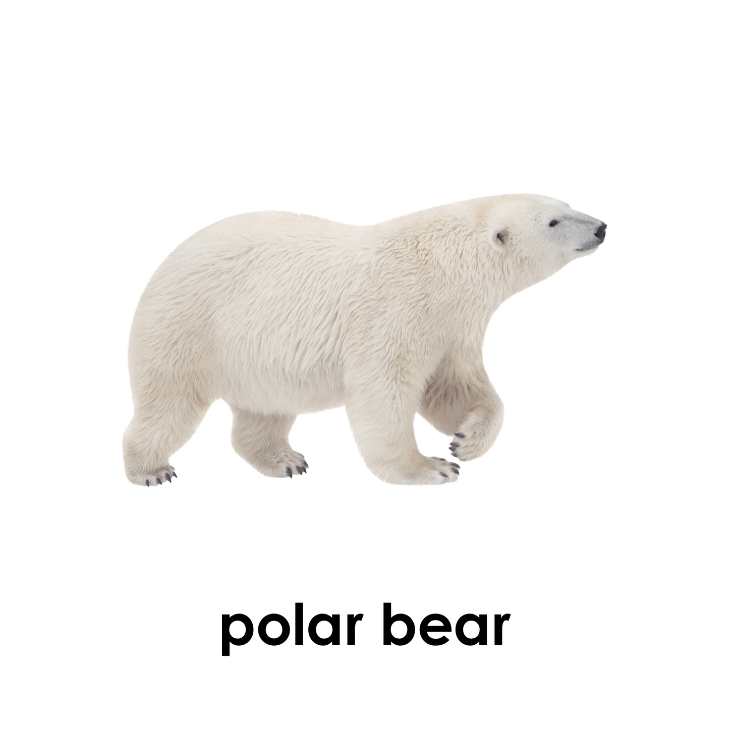 My First Book  of Polar Animals