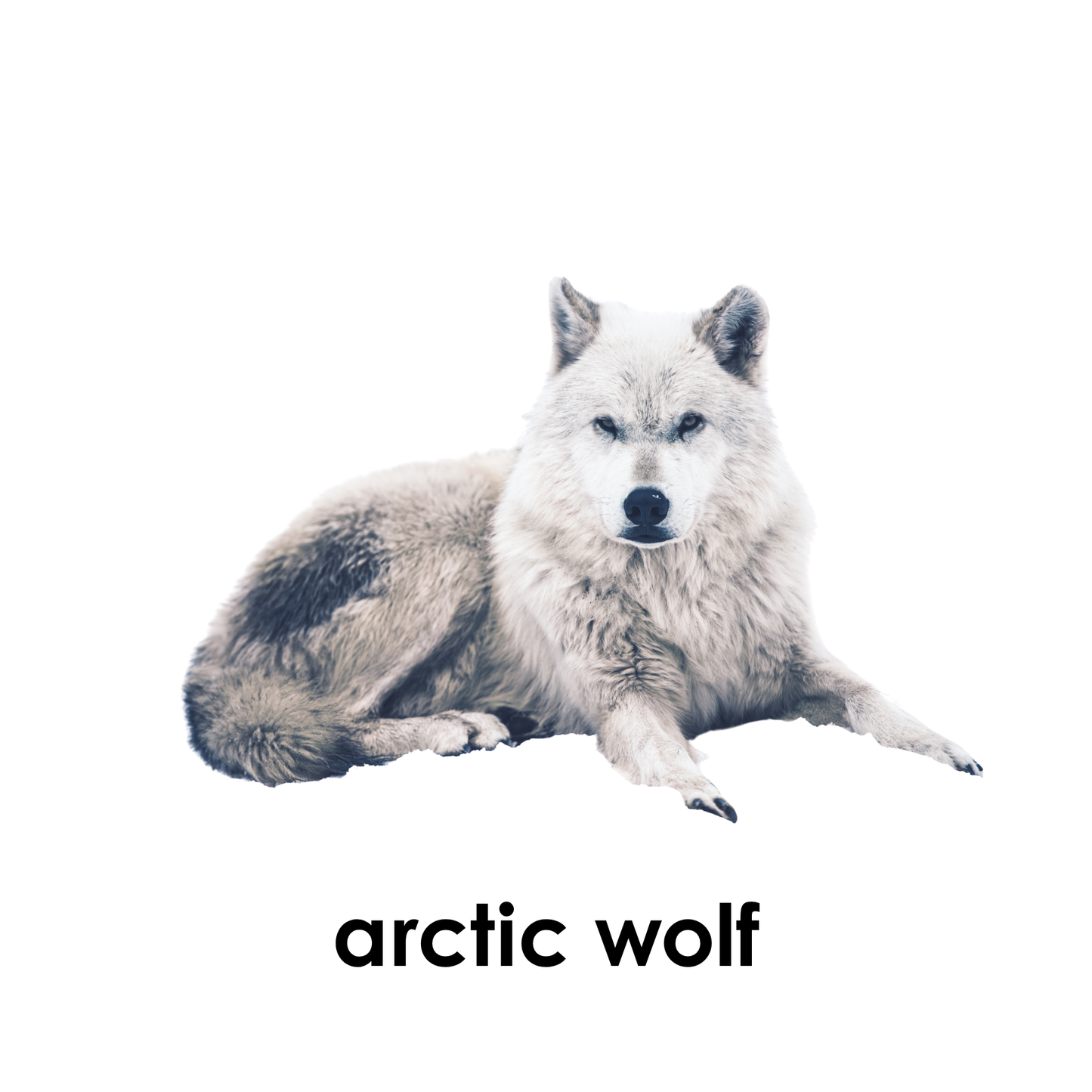 My First Book  of Polar Animals