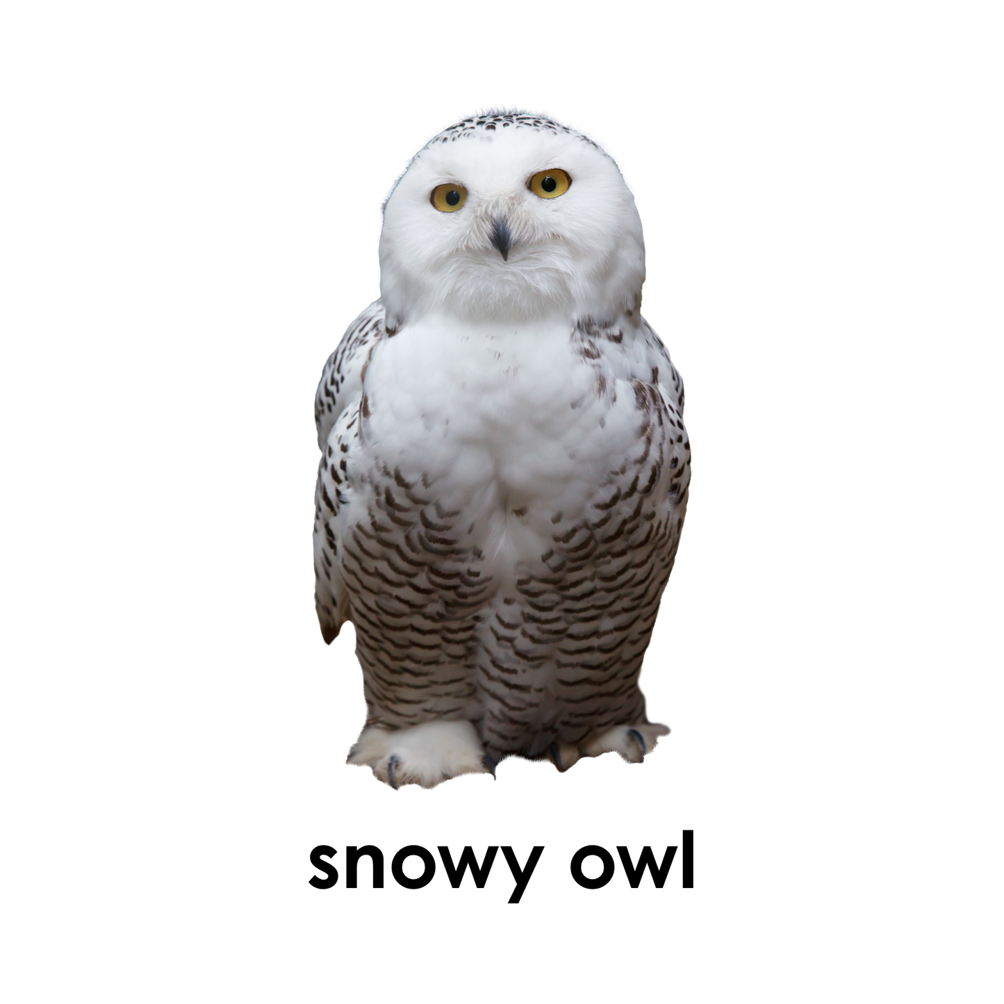 My First Book  of Polar Animals