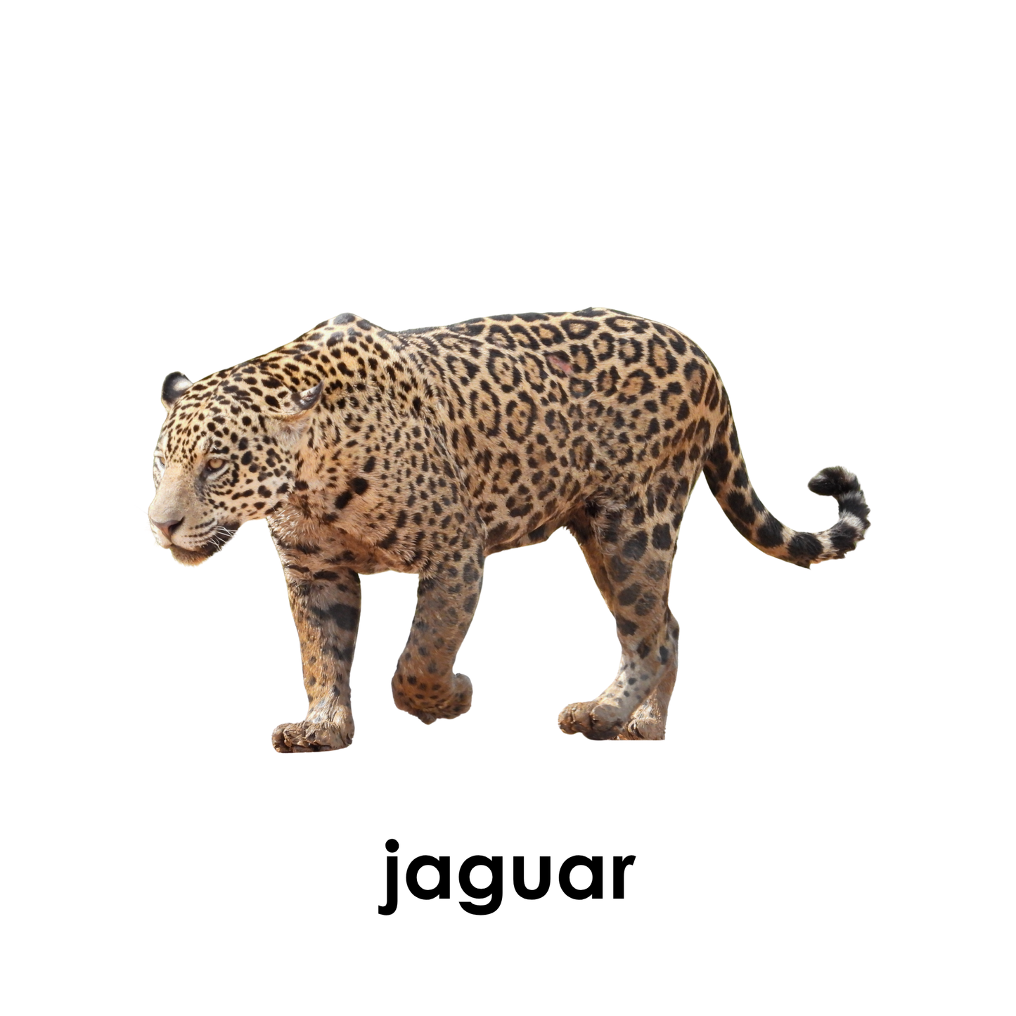 My First Book of Rainforest Animals