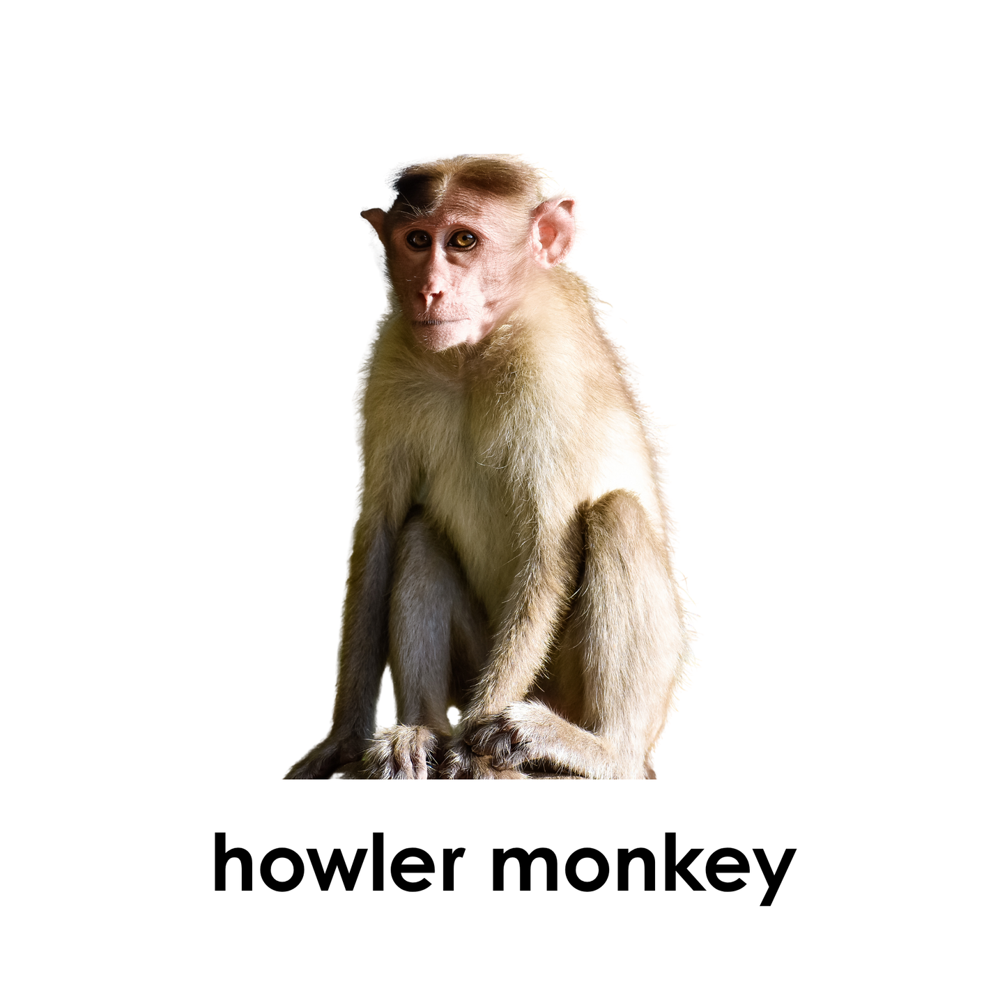 My First Book of Rainforest Animals