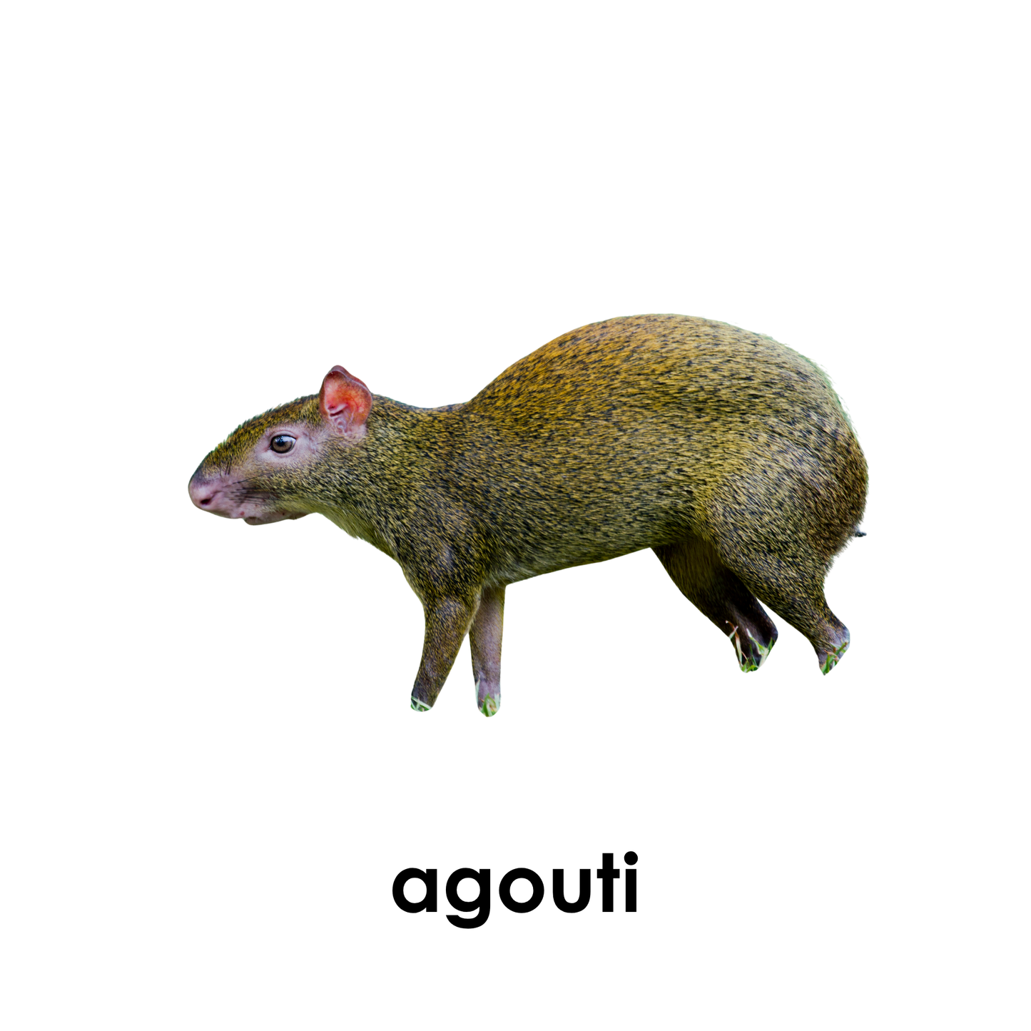 My First Book of Rainforest Animals