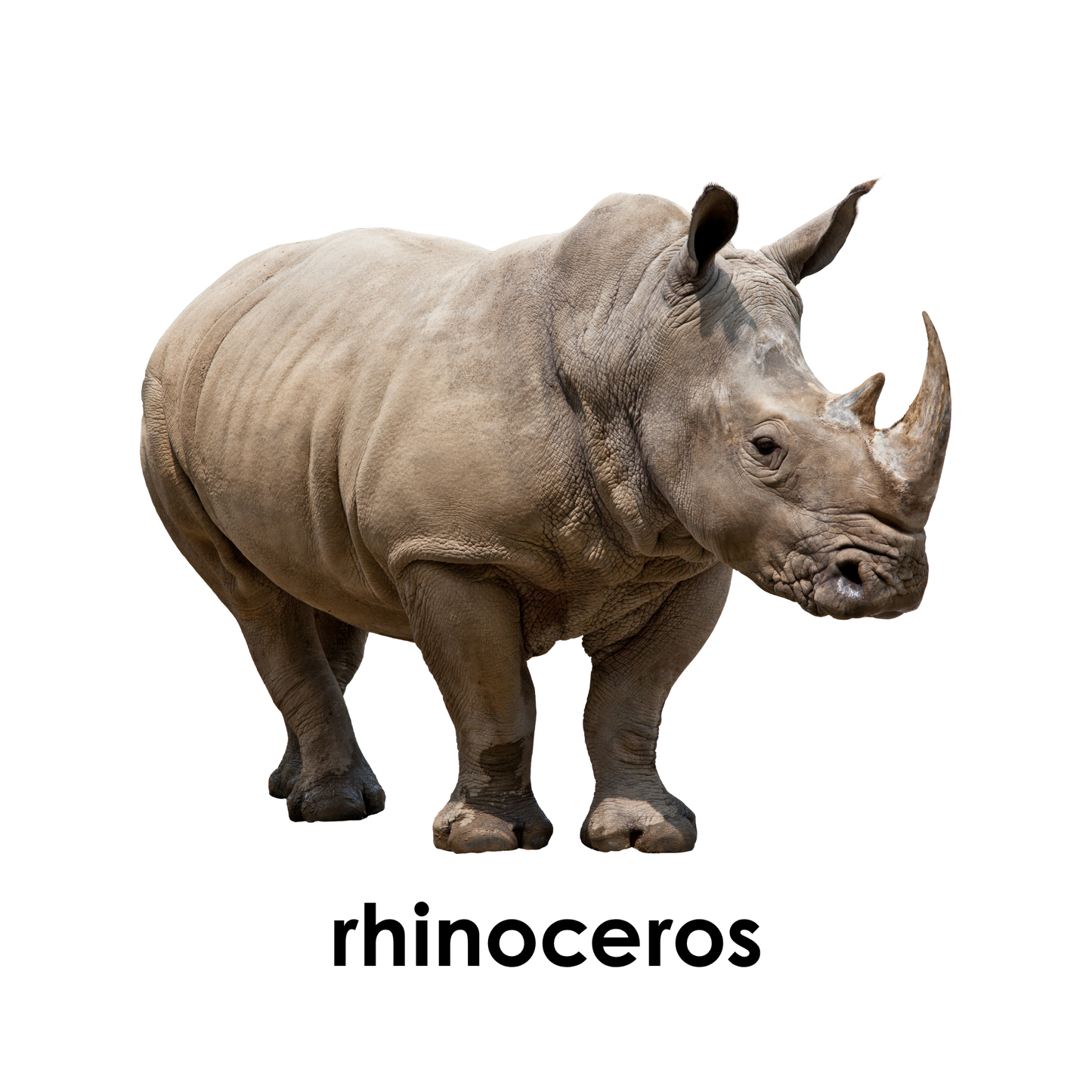 My First Book  of Safari Animals