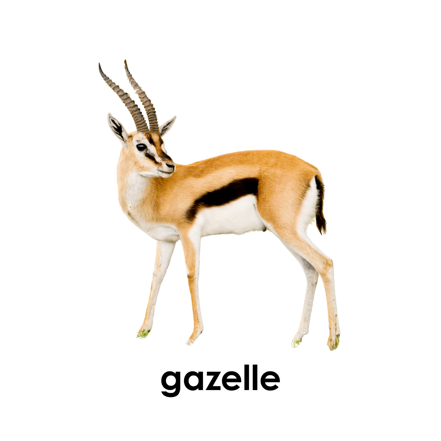 My First Book  of Safari Animals