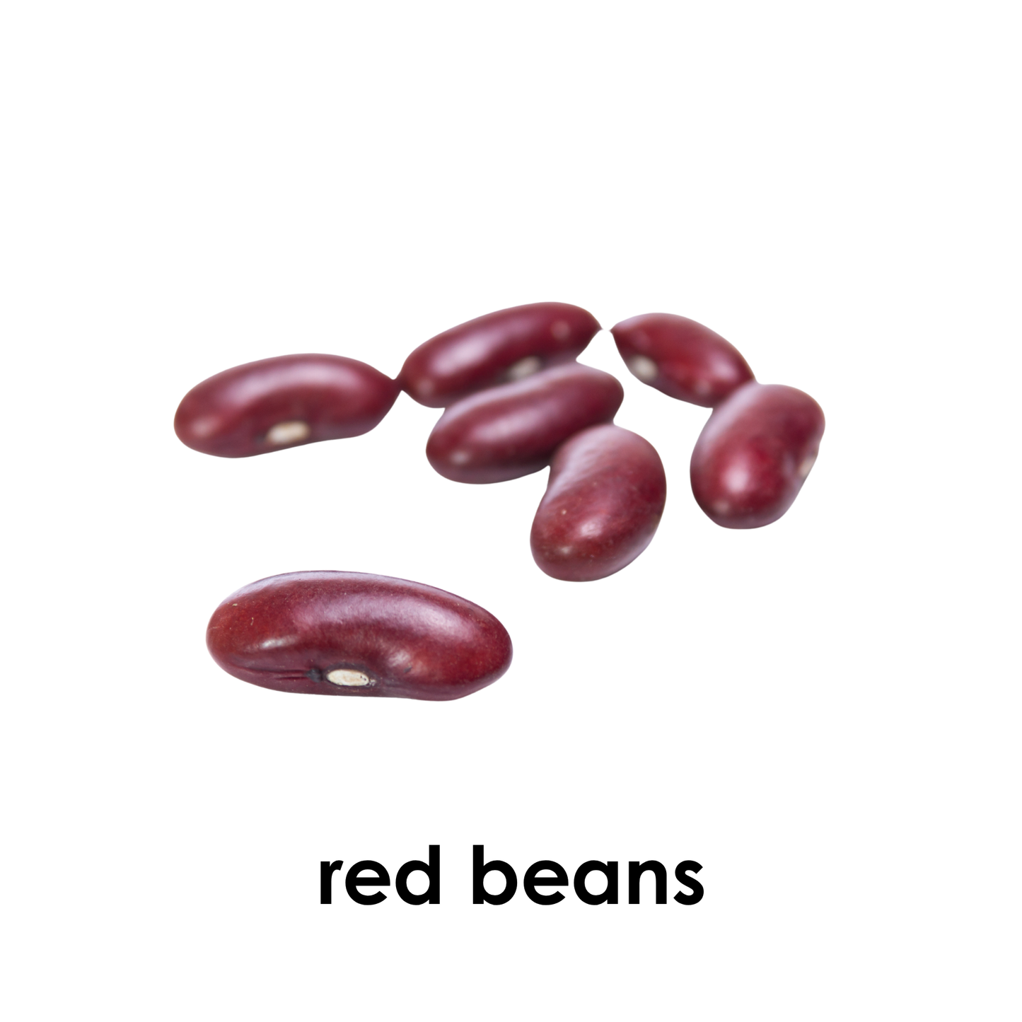 My First Book  of Seeds