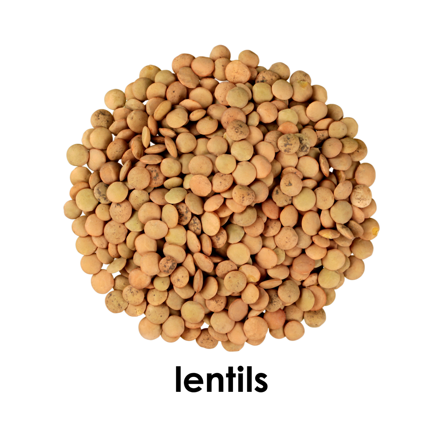 My First Book  of Seeds