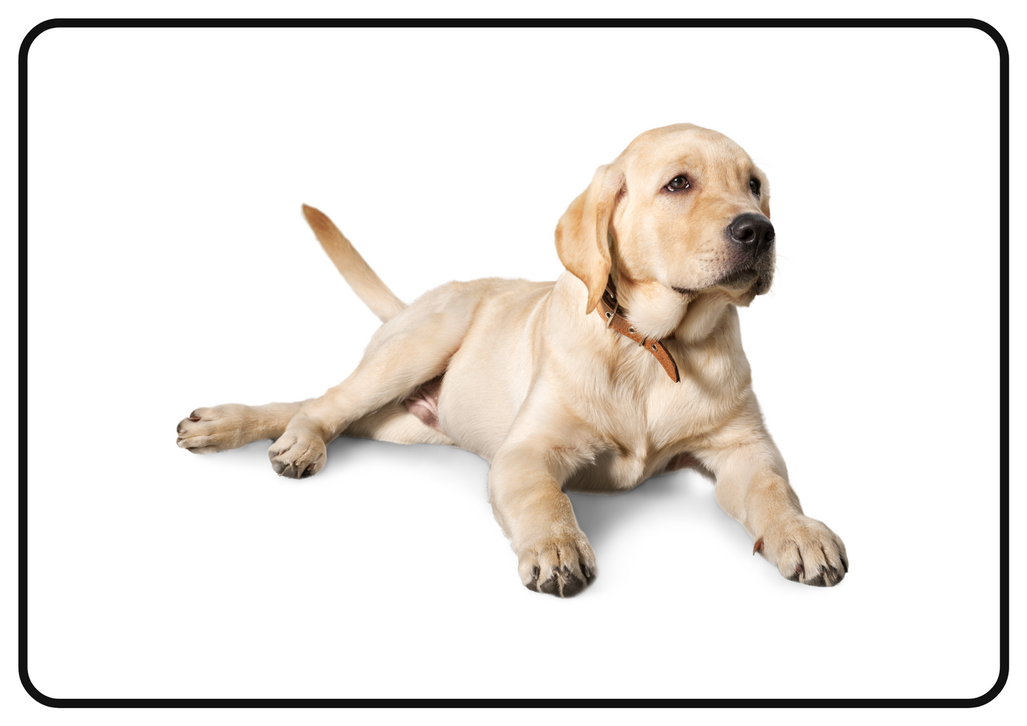 Pets – Printable Montessori Flashcards (Pictures Only) (A4 Landscape)