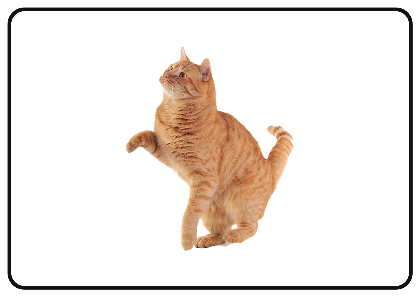 Pets – Printable Montessori Flashcards (Pictures Only) (A4 Landscape)