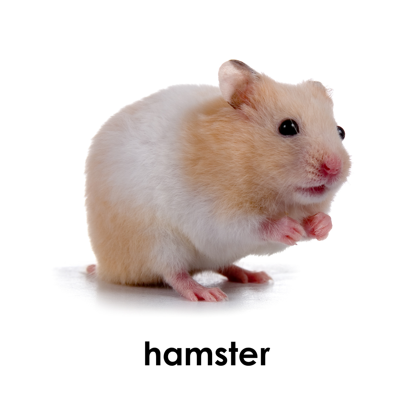 My First Book of Pets